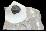 Detailed Gerastos Trilobite Fossil - Morocco #145765-1